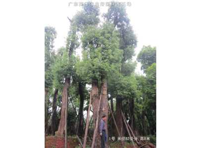 桂花樹香樟樹