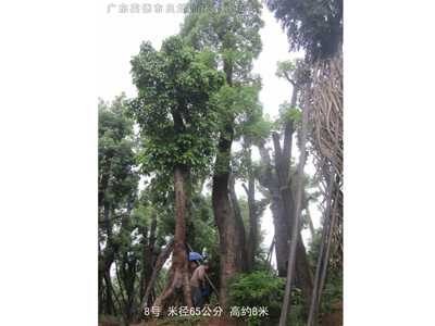 桂花樹香樟樹