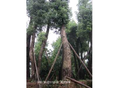 桂花樹香樟樹