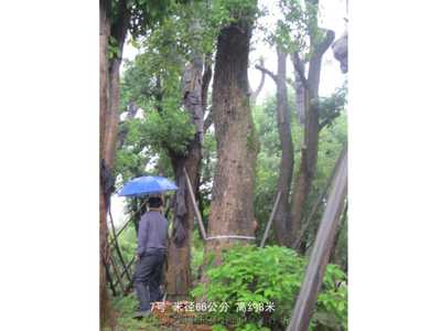 桂花樹香樟樹