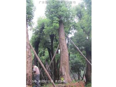 桂花樹香樟樹