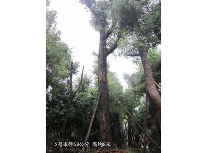 桂花樹香樟樹
