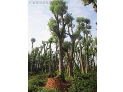 桂花樹香樟樹