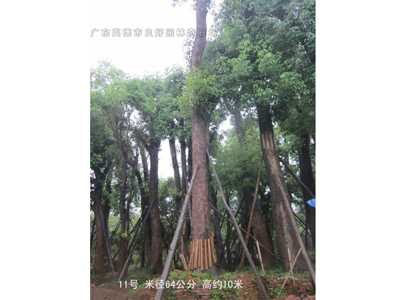 桂花樹香樟樹