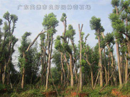 桂花樹香樟樹
