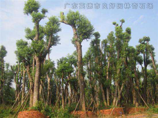 桂花樹香樟樹