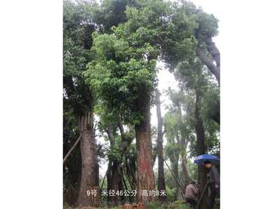 桂花樹香樟樹