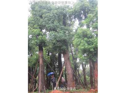桂花樹香樟樹