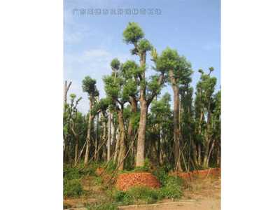 桂花樹香樟樹