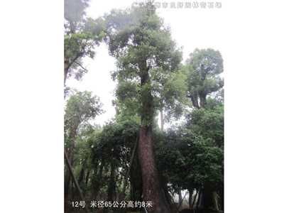 桂花樹香樟樹
