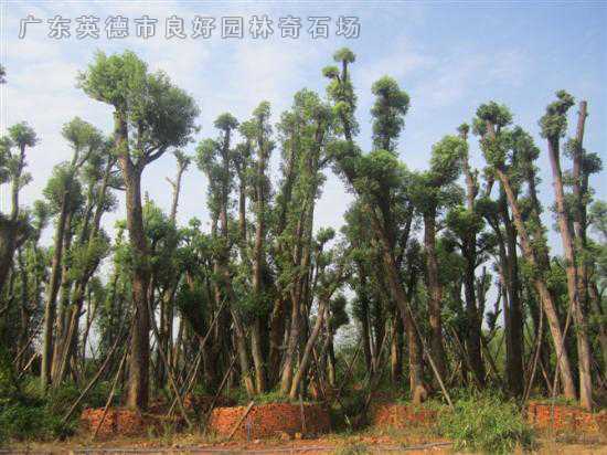 桂花樹香樟樹