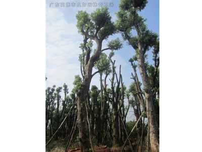 桂花樹香樟樹