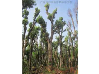 桂花樹香樟樹
