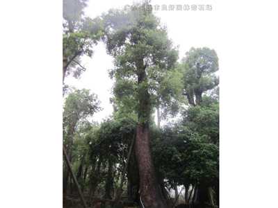 桂花樹香樟樹
