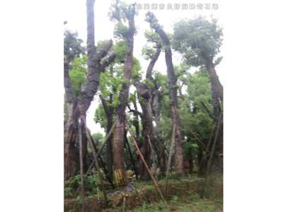 桂花樹香樟樹