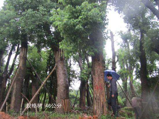 桂花樹香樟樹