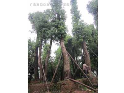 桂花樹香樟樹
