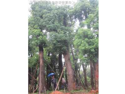桂花樹香樟樹