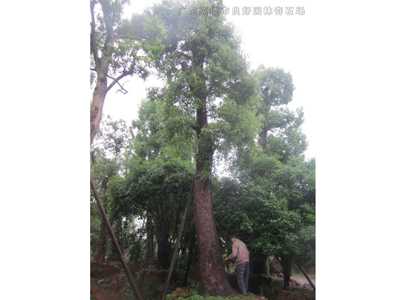 桂花樹香樟樹