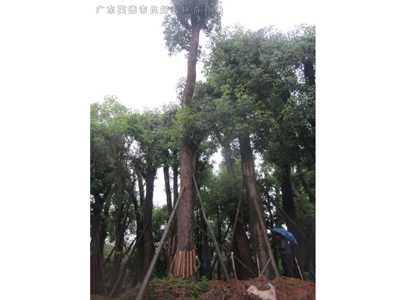 桂花樹香樟樹