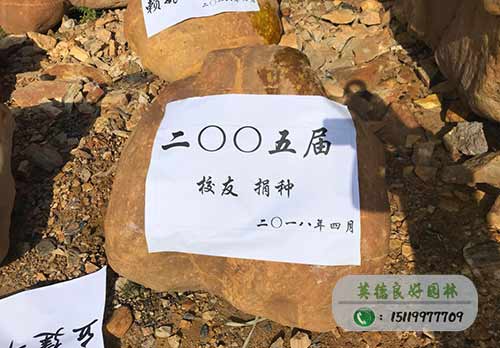 校園捐贈石黃蠟石案例